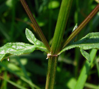 Eisenkraut © Ernst Frühmann