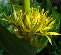 Gelber Enzian © Ernst Frühmann