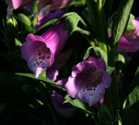 Roter Fingerhut © Ernst Frühmann