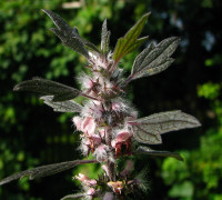 Herzgespann © Ernst Frühmann