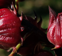 Hibiskus © Ernst Frühmann