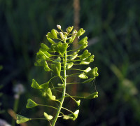 Hirtentäschel © Ernst Frühmann