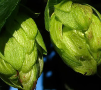 Hopfen © Ernst Frühmann