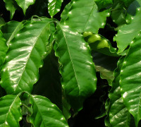 Kaffeestrauch © Ernst Frühmann