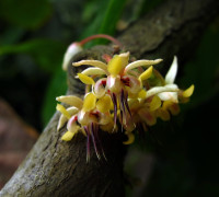 Kakaobaum © Ernst Frühmann