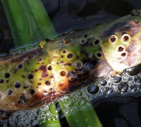 Kalmus © Ernst Frühmann