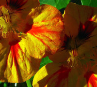 Kapuzinerkresse © Ernst Frühmann