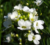 Meerrettich © Ernst Frühmann