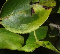 Kreuzdorn © Ernst Frühmann