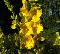 Königskerze © Ernst Frühmann