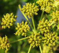 Liebstöckel © Ernst Frühmann