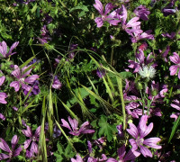 Malve © Ernst Frühmann