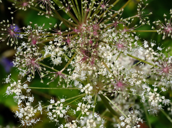 Meisterwurz © Ernst Frühmann