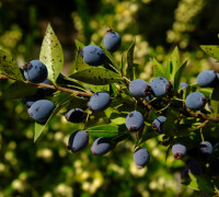 Myrte © Ernst Frühmann