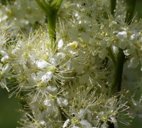 Mädesüß © Ernst Frühmann