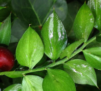 Stechender Mäusedorn © Ernst Frühmann