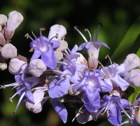 Mönchspfeffer © Ernst Frühmann