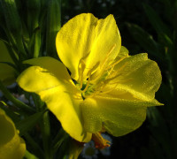 Gemeine Nachkerze © Ernst Frühmann