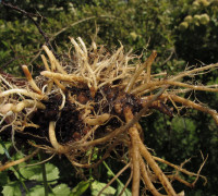 Nelkenwurz  © Ernst Frühmann