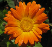 Ringelblume_Afl_200508090014