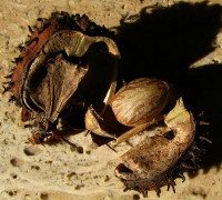 Wunderbaum © Ernst Frühmann