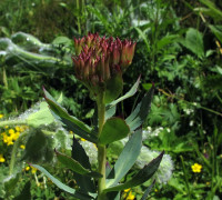 Rosenwurz © Ernst Frühmann