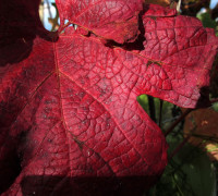 Rotes Weinlaub © Ernst Frühmann