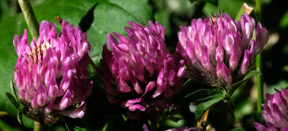 Rotklee © Ernst Frühmann