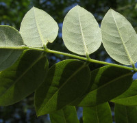 Schnurbaum © Ernst Frühmann
