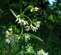 Schwalbenwurz © Ernst Frühmann