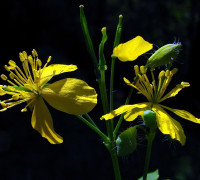 Schöllkraut © Ernst Frühmann