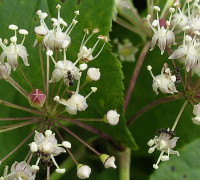 Taigawurzel © Ernst Frühmann