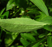 Stevia © Ernst Frühmann