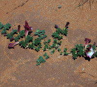 Teufelskralle © Ernst Frühmann