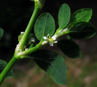 Vogelknöterich © Ernst Frühmann
