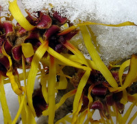 Zaubernuss © Ernst Frühmann