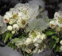 Weißdorn  © Ernst Frühmann