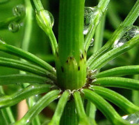 Ackerschachtelhalm © Ernst Frühmann