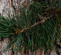 Zirbe © Ernst Frühmann