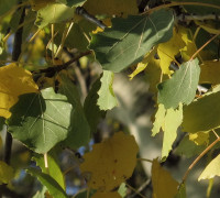 Zitterpappel  © Ernst Frühmann