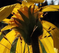 Arnika © Ernst Frühmann