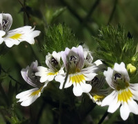 Augentrost © Ernst Frühmann