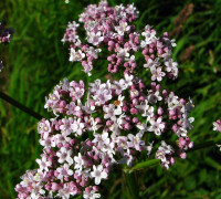 Baldrian © Ernst Frühmann