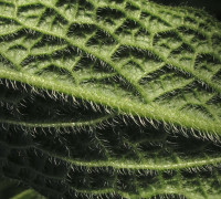 Beinwell © Ernst Frühmann