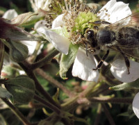 Brombeere © Ernst Frühmann