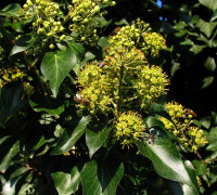 Efeu © Ernst Frühmann