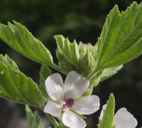 Eibisch © Ernst Frühmann