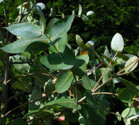 Eukalyptus © Ernst Frühmann