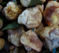 Echte Feige © Ernst Frühmann