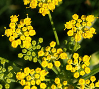 Bitterer Fenchel © Ernst Frühmann